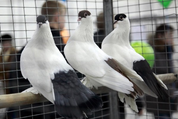 Международная выставка голубей