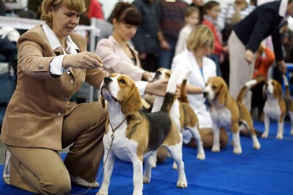 Всероссийская выставка собак всех пород
