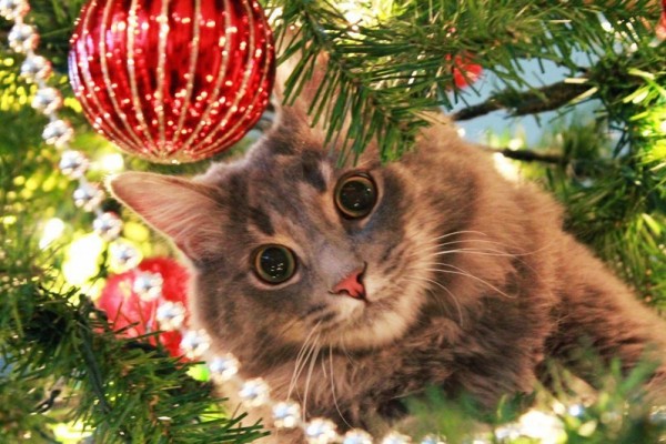 Благотворительная елка "Новогоднее кошкино чудо"