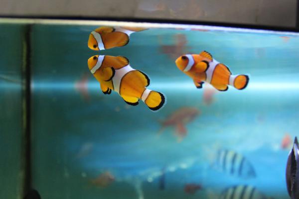 Выставка экзотических рыб "Морская галерея"