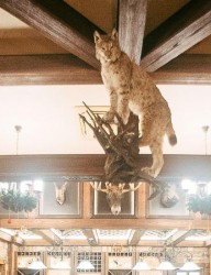 Ресторан «Трофей»