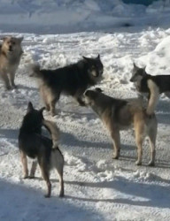 Встреча «Собачья наука: как вести себя при встрече с бродячими собаками»