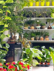 OSM цветы и растения