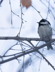 Зимняя орнитологическая экскурсия в парке «Крылья Советов»