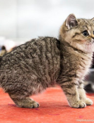 Международная выставка кошек