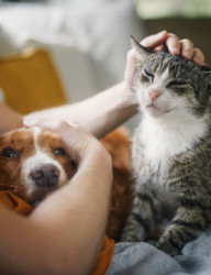 Дни заботы о питомце в МЕГЕ