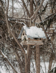 Зимняя орнитологическая экскурсия в Русско-Немецкой Швейцарии