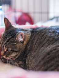 Благотворительная акция проекта «Дорога домой»