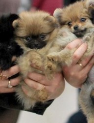 Выставка собак всех пород