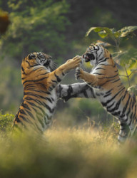 Международный фото фестиваль дикой природы Золотая Черепаха