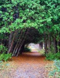 Дендрарий Волжско-Камского заповедника