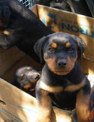 Птичий рынок "Зоотория"