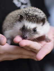 Антикафе с декоративными ёжиками  "Ежеминутка"