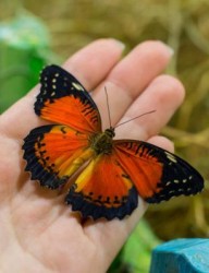 Парк живых тропических бабочек