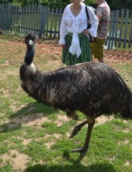 Туристический комплекс «Татарский страус»