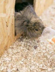 Контактный зоопарк \"Ривьера\"