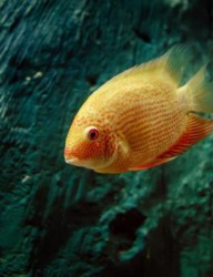 Казанский океанариум