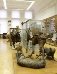 Зоологический музей имени Эверсманна