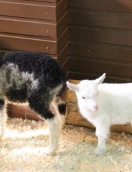 Удивительный зоопарк в Казани