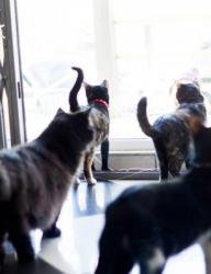 Тайм-кафе "MURZIK" котокафе 