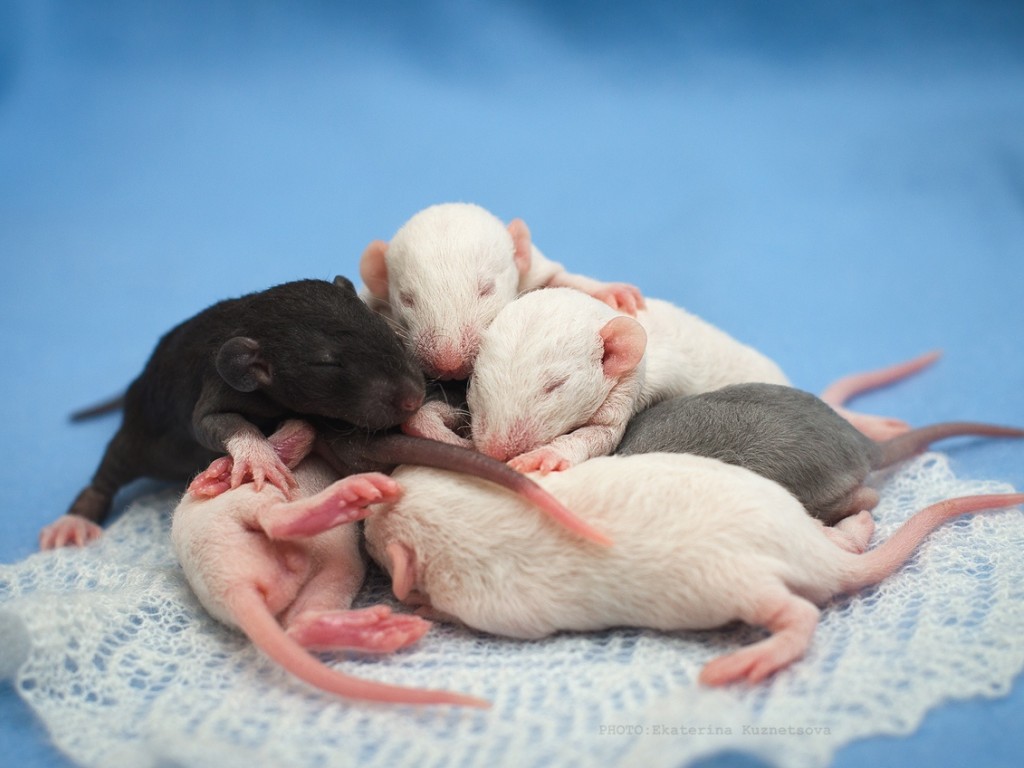 Что означает видеть крысу. Новорожденные крысята Дамбо. Крысят крысят. Крыса с крысятами. Крысы Дамбо малыши.