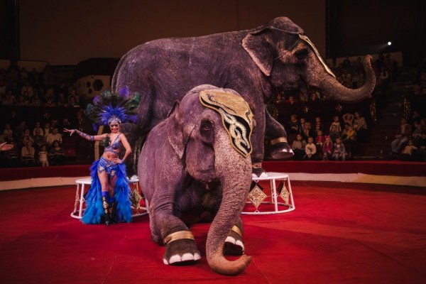 Шоу слонов и магия цирка в Казанском цирке 
