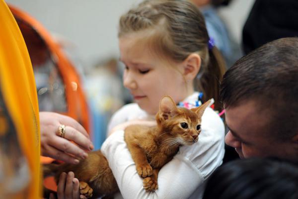Выставка кошек в Казани