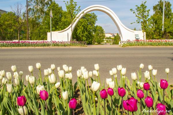 Бесплатный вечер оперы «Sforzando» в парке Черное Озеро