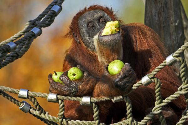 День обезьян в Казанском зоопарке